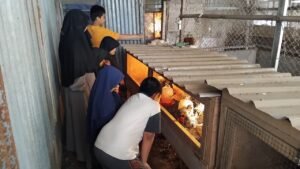 Dorong Edupreneurship Bagi Siswa Berkebutuhan Khusus Melalui Beternak Ayam Kampung